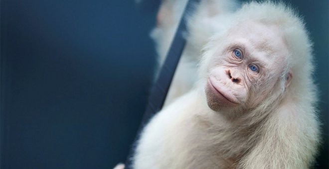 Liberan a Alba, la orangutana albina de la isla de Borneo | EFE