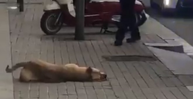 Un guardia urbano de Barcelona dispara y mata a un perro después de que le mordiera el brazo