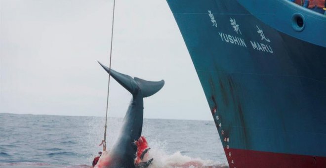Japón reanudará la caza comercial de ballenas en 2019.- EFE/EPA/JEREMY SUTTON-HIBBERT