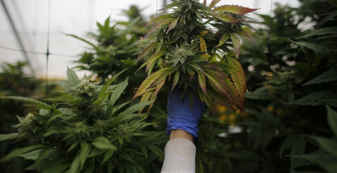 Un operario revisar las plantas de cannabis en una plantación de marihuana medicinal en el norte de Israel. REUTERS/Nir Elias
