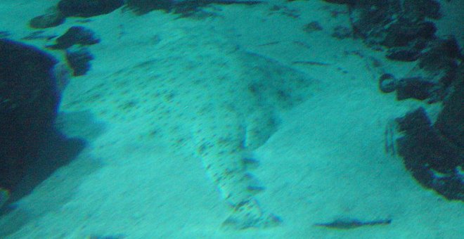 Tiburón Ángel./ Wikipedia