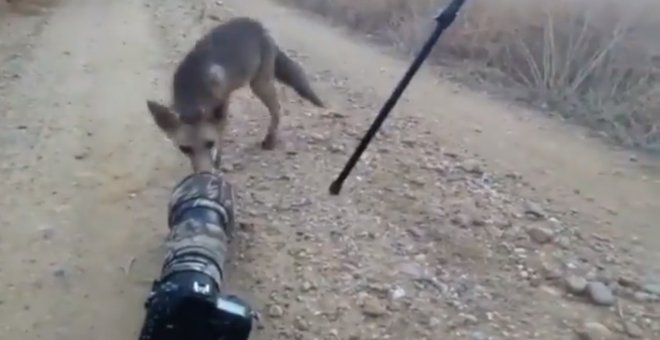Un cachorro de zorro se acerca a unos fotógrafos en el parque de Doñana, Huelva (Pacma/Carlos Romero)
