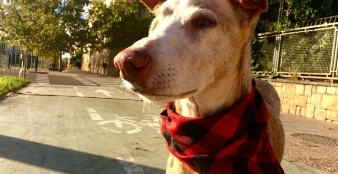 A Ozzy, que ha perdido un ojo por la diabetes que padece y tiene reducida la visión del otro, le quedan al menos cuatro años de vida. Fotos cedidas por Ana Lidia Pinilla