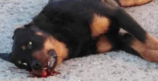 Imagen del rottweiler muerto después de que un policía local le disparara en Calafell, Tarragona. TWITTER/PACMA