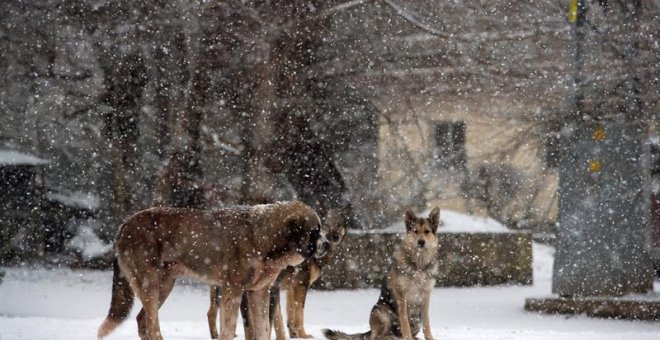 Varios perros esperan sobre la nieve en la localidad cántabra de La Lomba, cuya comunidad se encuentra en alerta naranja por nevadas. La Agencia Estatal de Meteorología (Aemet) prevé en Cantabria cielo cubierto con precipitaciones localmente fuertes y per