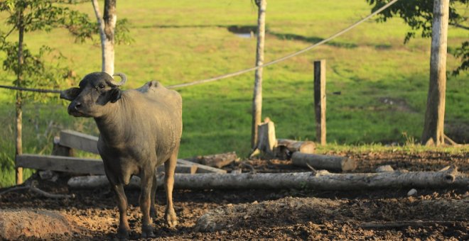 Búfalo en la finca de Puerto Matilde./Marta Saiz