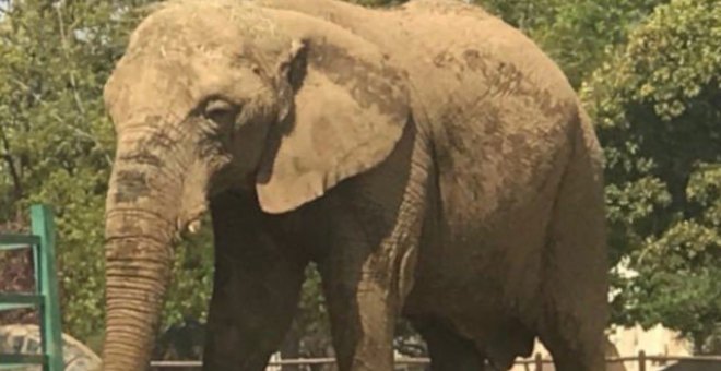 Lammie, el último elefante del zoo de Johannesburgo./CHANGE.ORG