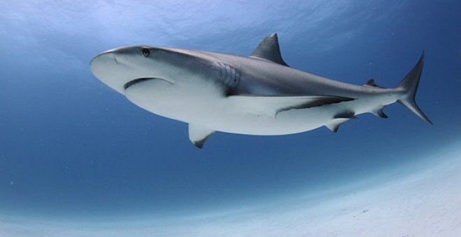 Solo 20 especies de tiburón de las 500 que existen pueden superar los seis metros. / STRI