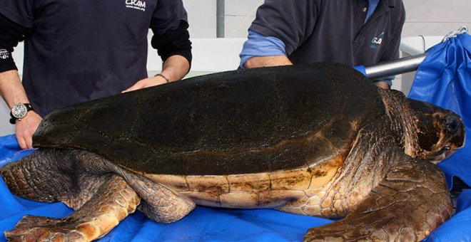 Trabajadores de la Fundanción para la Conservación y Recuperación de Animales Marinos examinan un ejemplar de tortuga marina llegado a las playas de Barcelona.- CRAM