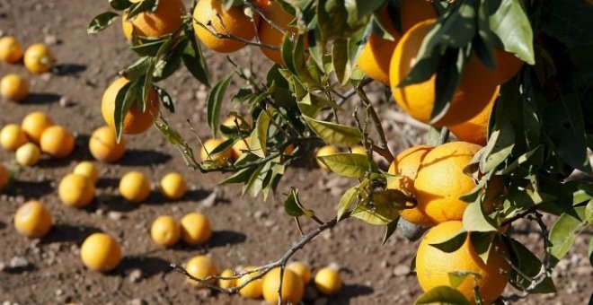 Campo de naranjas