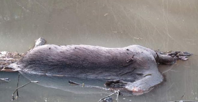 Imagen del ciervo decapitado encontrado en un arroyo del Parque de los Alcornocales. (FACEBOOK)