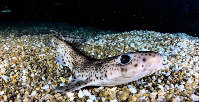 Imagen facilitada por la Universidad Politécnica de Valencia (UPV), de un proyecto europeo que lideran y que pretende contribuir a la conservación de los tiburones y las rayas del mar Mediterráneo con aplicación de técnicas de fertilización in vitro para