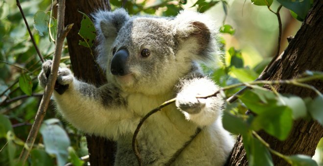 Ejemplar de koala en Queensland (Australia). /QTU
