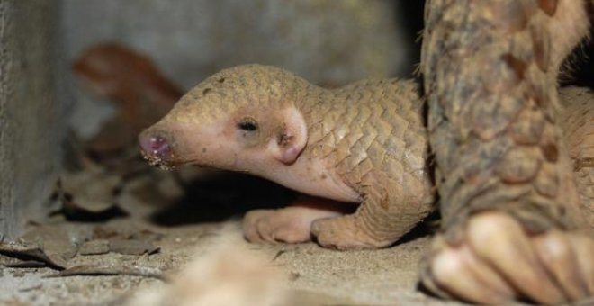 Imagen de archivo de una cría de pangolin rescatada del tráfico ilegal en Vietnam | EFE