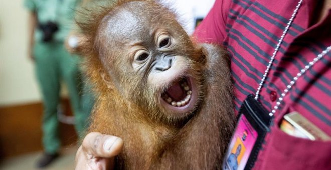Un orangután de dos años es mostrado a la prensa este lunes en Bali./EFE
