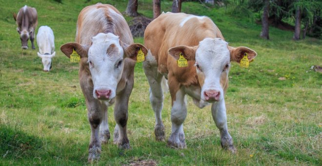 Los investigadores del CITA estudian las posibilidades de incorporar los residuos de la horticultura a la alimentación del ganado bovino, ovino y caprino.