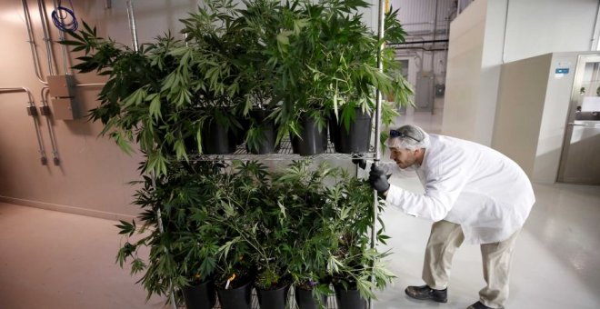 Un trabajador empuja un carrito de plantas de marihuana en las instalaciones de Canopy Growth Corporation en Smiths Falls, Ontario (Canadá). REUTERS/Chris Wattie