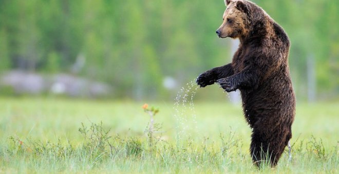 El oso pardo es una especie reintroducida en varias áreas de renaturalización en Europa / Staffan Widstrand / © Rewilding Europe