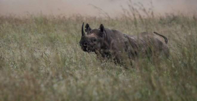 Fotografía de archivo de un rinoceronte en el parque nacional del lago Nakuru (Kenia). EFE