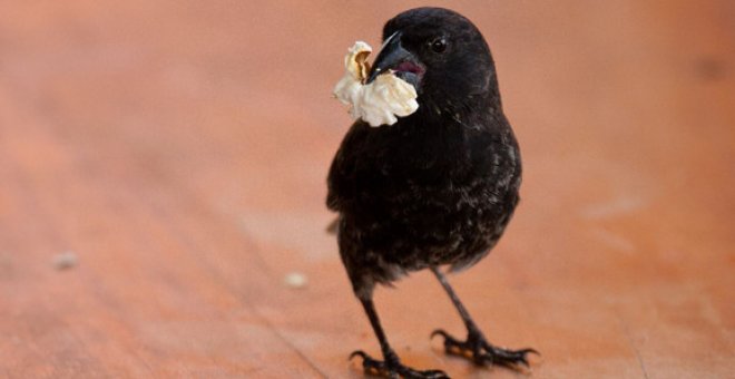 Un pinzón de Darwin comiendo una palomita. / Sarah Knutie