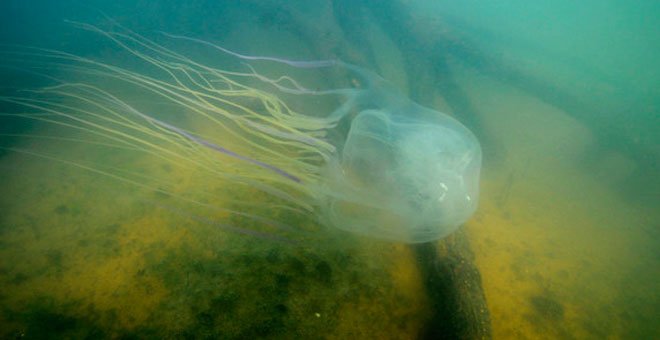 La medusa australiana Chironex fleckeri es uno de los animales más venenosos del mundo. / JAIME SEYMOUR (SINC)