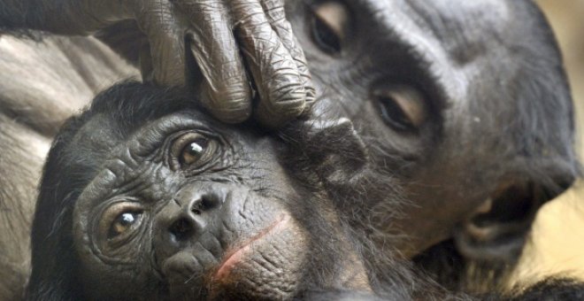 Bonobos salvajes de la República Democrática del Congo. EFE