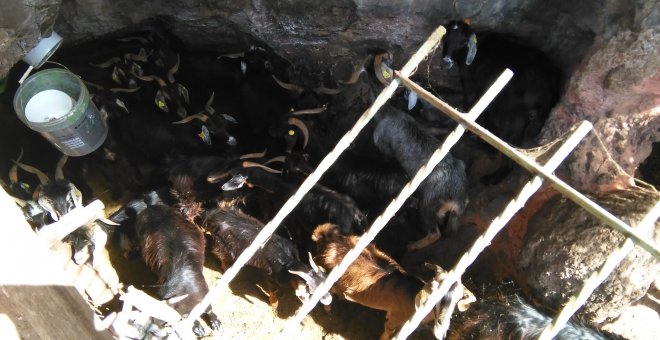 Cabras hacinadas y malnutridas encerradas en un cercado en Canarias. /PACMA
