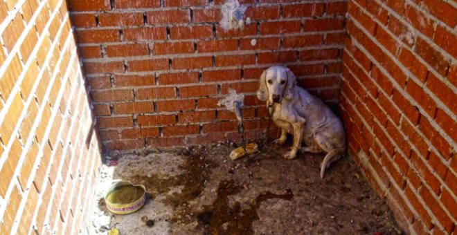 Uno de los perros rescatados de la 'Finca de los Horrores'. - EL REFUGIO