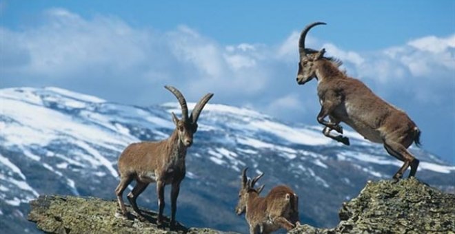 El TSJM anula el Plan de Gestión de la cabra montés en la Sierra de Guadarrama. EP