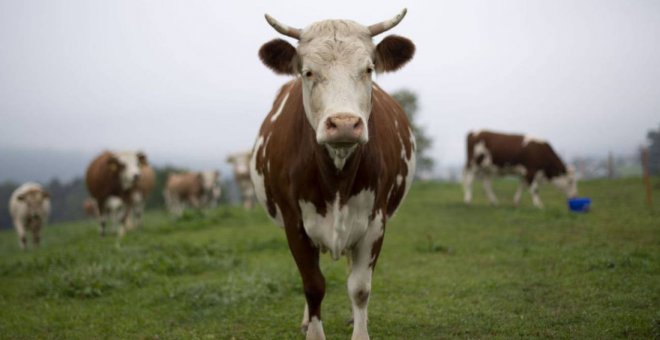 Vacas en un prado, en una imagen de archivo. / EFE
