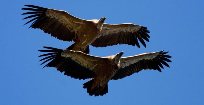 Cambio climático: Las aves mandan señales de emergencia desde el Estrecho. John Wright