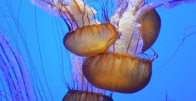 El CSIC alerta del aumento de medusas en España, incluidas especies invasoras. Pixabay