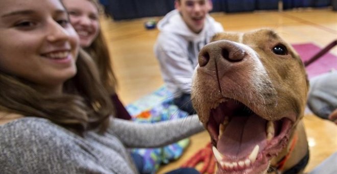 Un grupo de estudiantes acaricia un perro que mira a la cámara. EUROPA PRESS