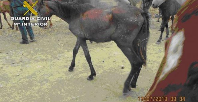 Estado de uno de los caballos rescatados. GUARDIA CIVI/SEPRONA