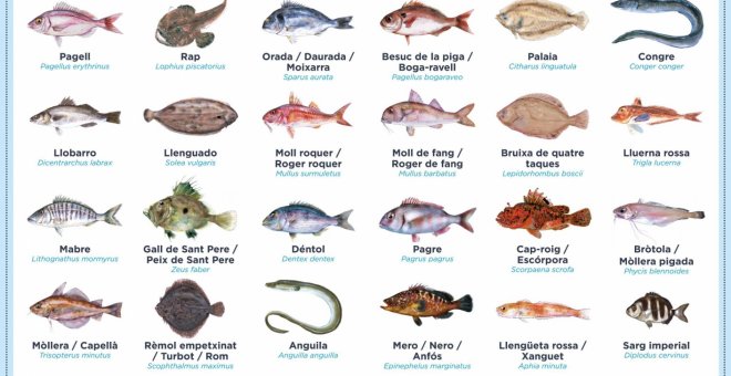 50 principels espècies pesqueres comercials de Catalunya