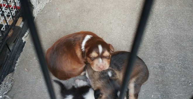 Cachorros. / Policía de Getafe