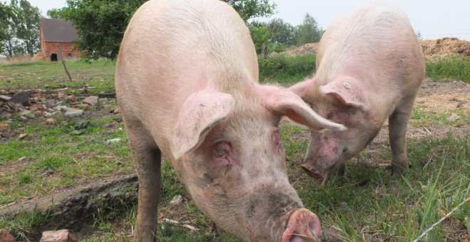 La ganadería familiar del porcino está sucumbiendo ante el avance de las macrogranjas y la industrialización del sector | PxHere