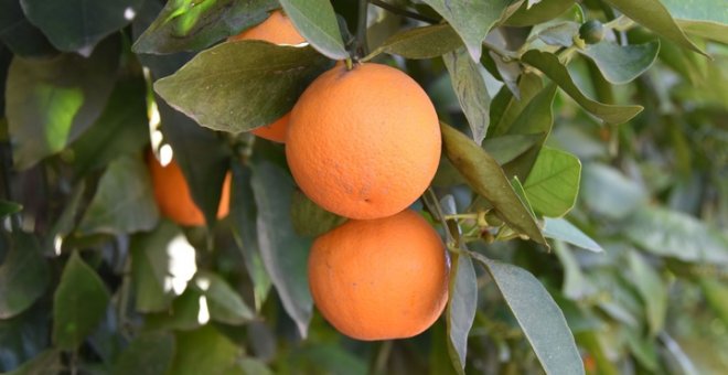 19/08/2019 - Detalle de una naranjas en un huerto / EFE