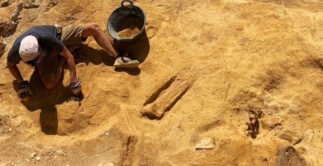 Un paleontólogo junto a varios huesos del dinosaurio saurópodo hallado en Algora. / UNED