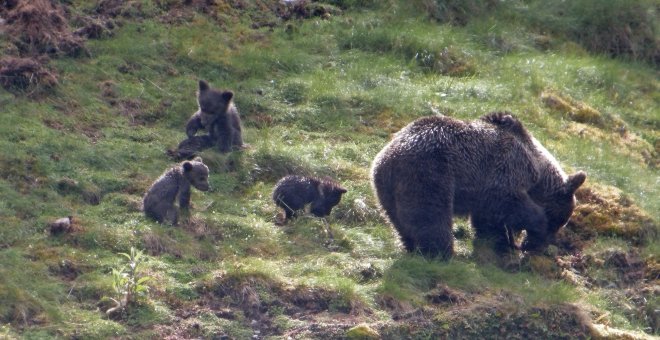 Osas con crías en la Cordillera Cantábrica.. Foto: Fundación Biodiversidad