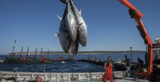 Marineros de Barbate (Cádiz) trabajan en la "levantá" del atún rojo EFE/Román Ríos