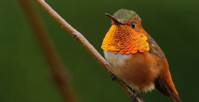 Un ejemplar de colibrí de Allen (selasphorus sasin) captado en Santa Barbara, California.- ROBERT HAMILTON ( CORNELL UNIVERSITY)