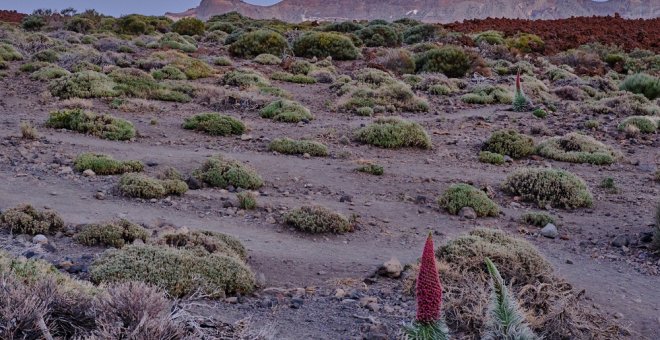 Parque Nacional de El Teide./ IRENE DORTA HERMOSO