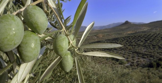 Detalle de una rama en un olivar de Jaén. EFE/José Pedrosa