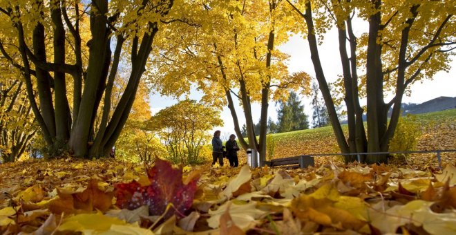 Los árboles que pierden las hojas. Una postal típica del otoño. / EFE