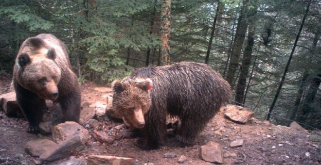 La actividad depredadora del oso Goiat está soliviantando los ánimos de los ganaderos de ambos lados del Pirineo. /PIROSLIFE