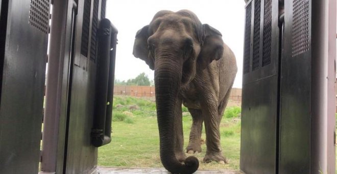 La elefanta Ramba ingresa a un corral de transporte para su traslado desde un zoológico chileno a un santuario de conservación de animales en Brasil, en Rancagua, Chile, el 15 de octubre de 2019. /  REUTERS.