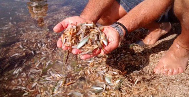 Peces y crustáceos muertos en el Mar Menor el pasado 14 de octubre.  ASOCIACIÓN ANSE