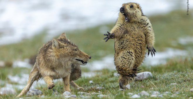 Las marmotas generalmente no salen a la superficie hasta la primavera, siendo una oportunidad que los depredadores hambrientos no pueden dejar pasar./ Yongqing Bao, China