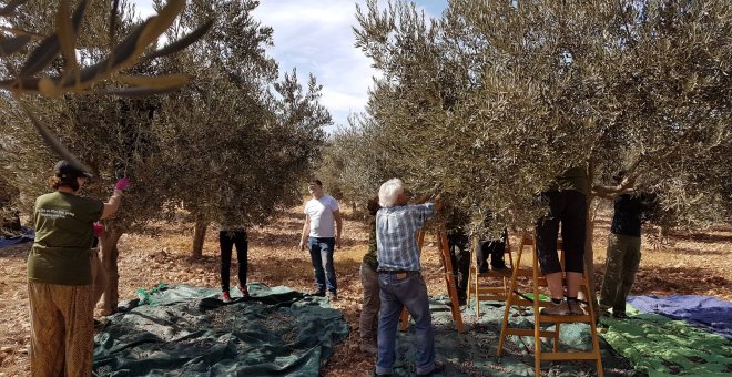 Voluntarios internacionales participando en la cosecha de la oliva en Cisjordania./ATG